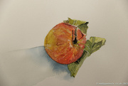 4th Nov 2023 - 4 - Watercolour painting of apple