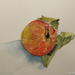 4 - Watercolour painting of apple by marshwader