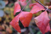 4th Nov 2023 - Red Leaves, Grey Day