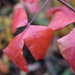 Red Leaves, Grey Day by 365projectorgheatherb