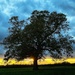 Buslingthorpe Tree by carole_sandford