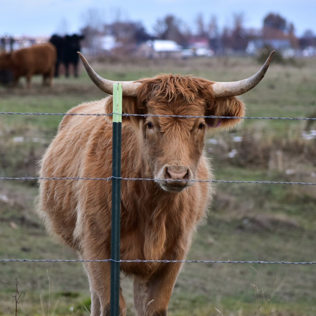 Scottish Highland Cow? by bjywamer