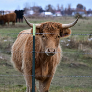 3rd Nov 2023 - Scottish Highland Cow?