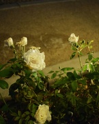 3rd Nov 2023 - 11 3 Night roses