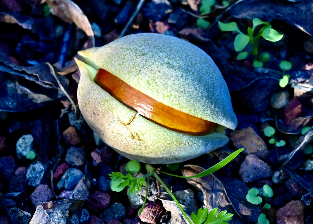 California Buckeye by ososki