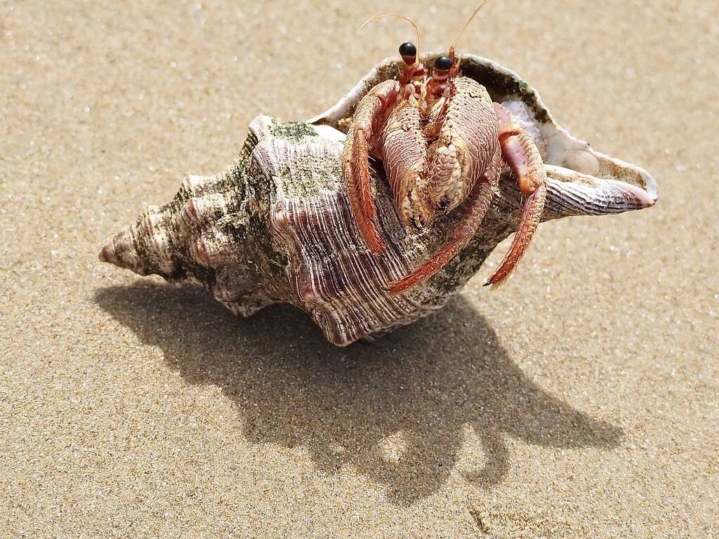 Hermit crab and home  by Dawn
