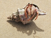 5th Nov 2023 - Hermit crab and home 