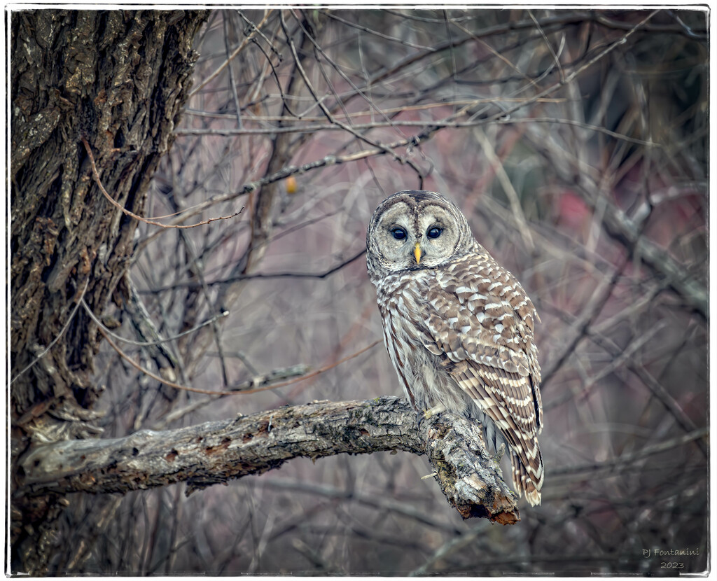 Barred Owl  by bluemoon