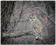 4th Nov 2023 - Barred Owl 