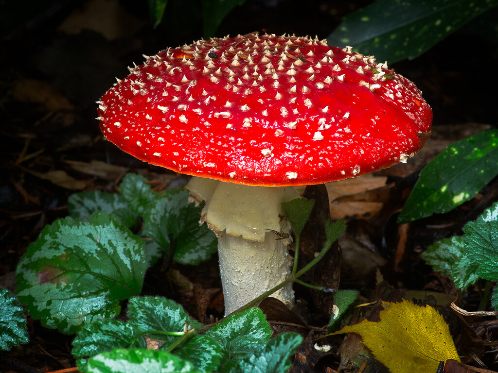 Amanita Muscaria by cdcook48