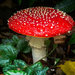 Amanita Muscaria by cdcook48
