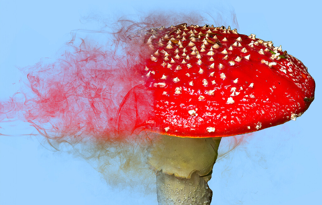 Mushroom Magic by cdcook48