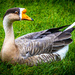 Goose by swillinbillyflynn