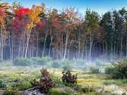 4th Nov 2023 - Site of the logging