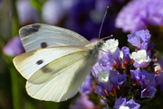 5th Nov 2023 - Cabbage White Butterfly