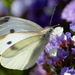 Cabbage White Butterfly by nannasgotitgoingon