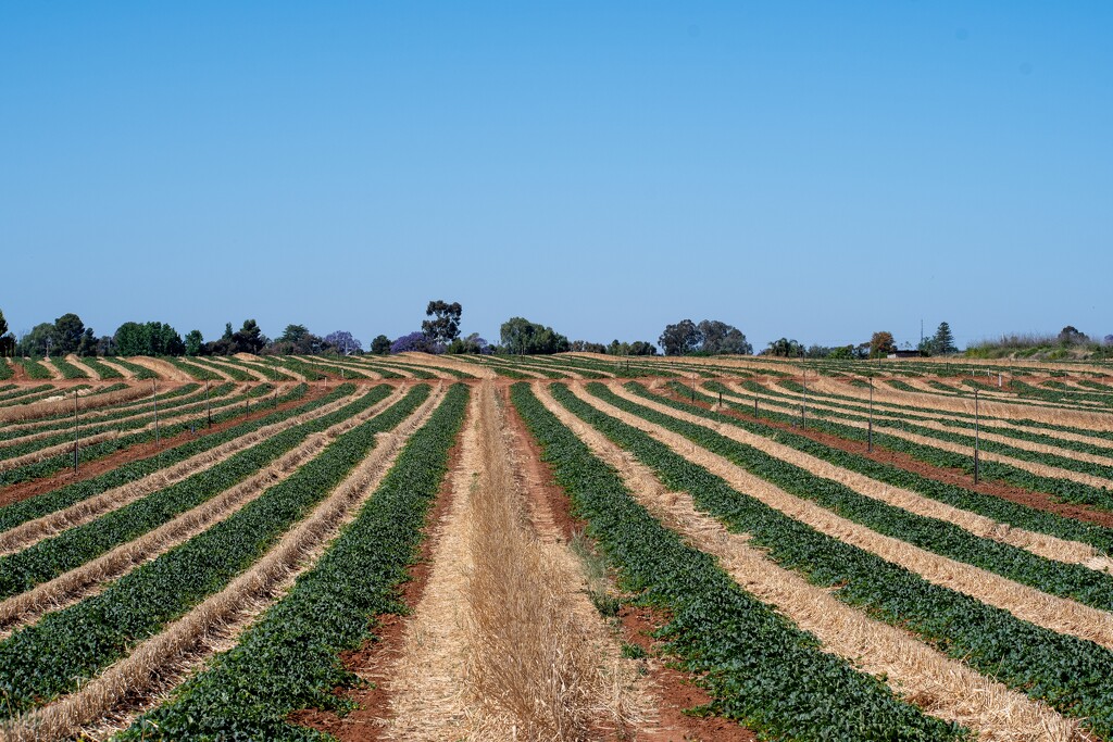 Rockmelon fields by nannasgotitgoingon