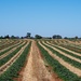 Rockmelon fields by nannasgotitgoingon