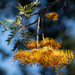 Grevillea Robusta - Southern Silky Oak by nannasgotitgoingon