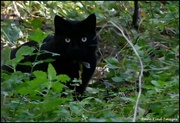 5th Nov 2023 - Lucky black cat?