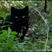 Lucky black cat? by rosiekind