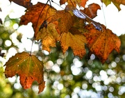 5th Nov 2023 - Shades of Autumn 