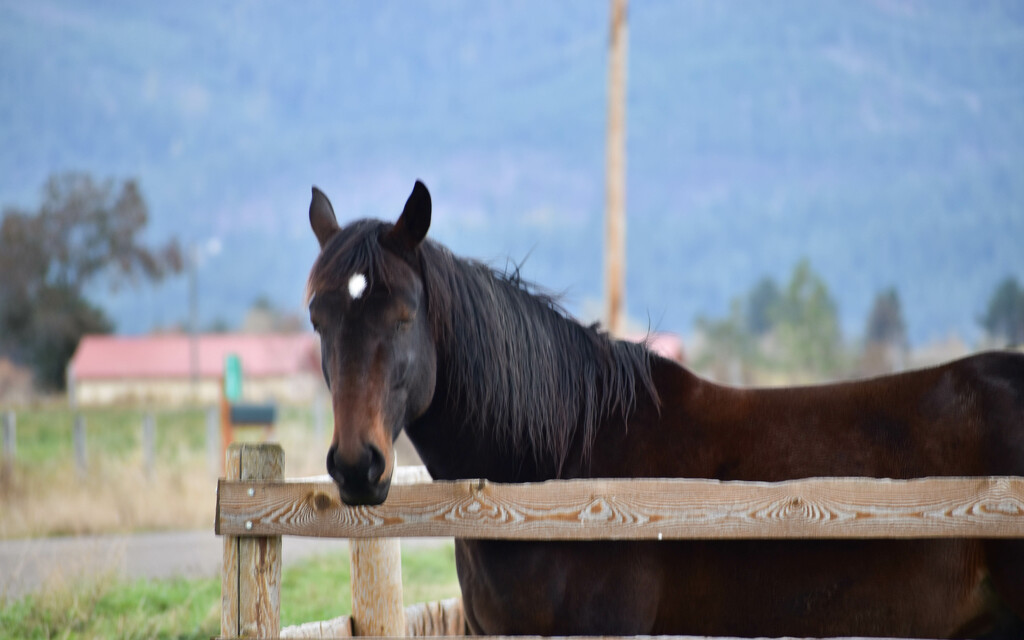 Beautiful Horse by bjywamer