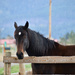 Beautiful Horse
