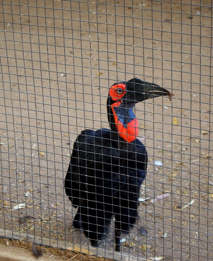 Southern ground hornbill by blueberry1222