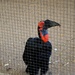 Southern ground hornbill by blueberry1222