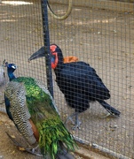 5th Nov 2023 - Feeding its peacock friend