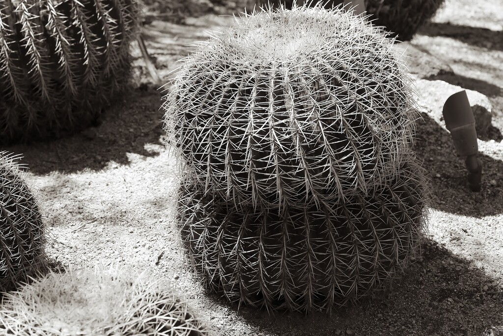 double barrel cactus by blueberry1222
