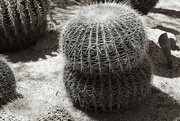 5th Nov 2023 - double barrel cactus