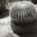 double barrel cactus by blueberry1222