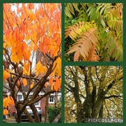 6th Nov 2023 - Colourful Autumn trees.