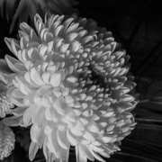 26th Oct 2023 - Mono Chrysanthemum