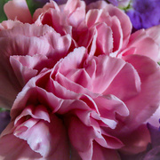 28th Oct 2023 - Close up carnation
