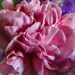 Close up carnation by mumswaby