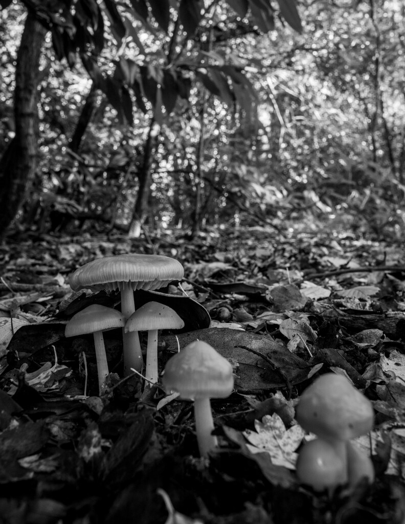 Forest Fungus by samraw