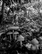 5th Nov 2023 - Forest Fungus