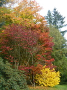 5th Nov 2023 - Autumn Colours