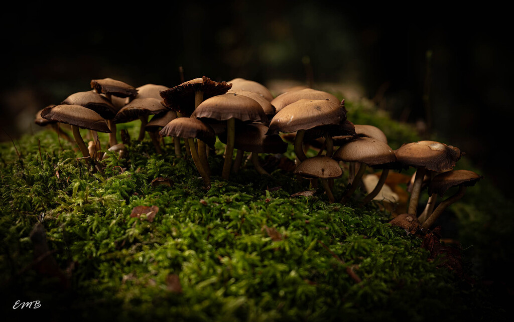 An abundance of Fungi by theredcamera