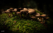 5th Nov 2023 - An abundance of Fungi