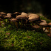 An abundance of Fungi by theredcamera