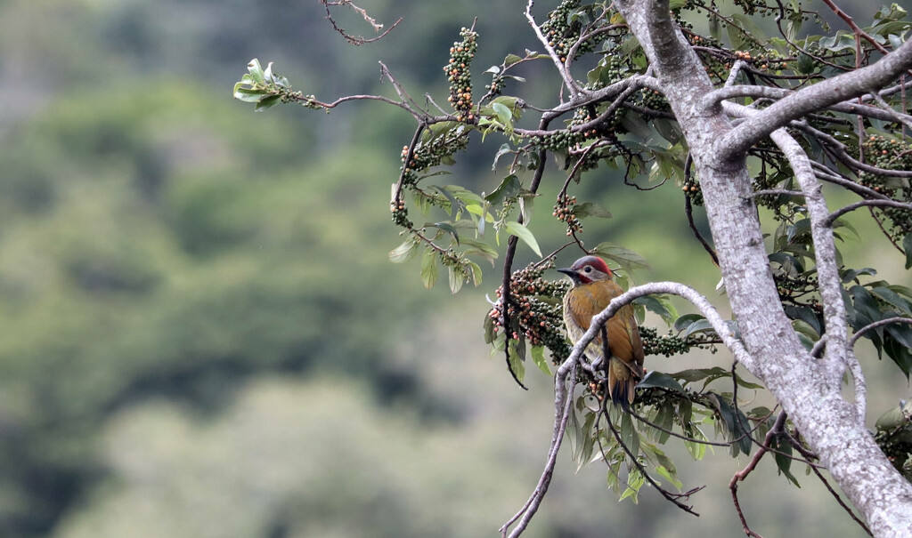 woodpecker by samraw