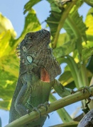 19th Aug 2023 - green iguana