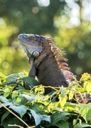 16th Aug 2023 - iguana