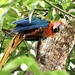 scarlet macaw by samraw