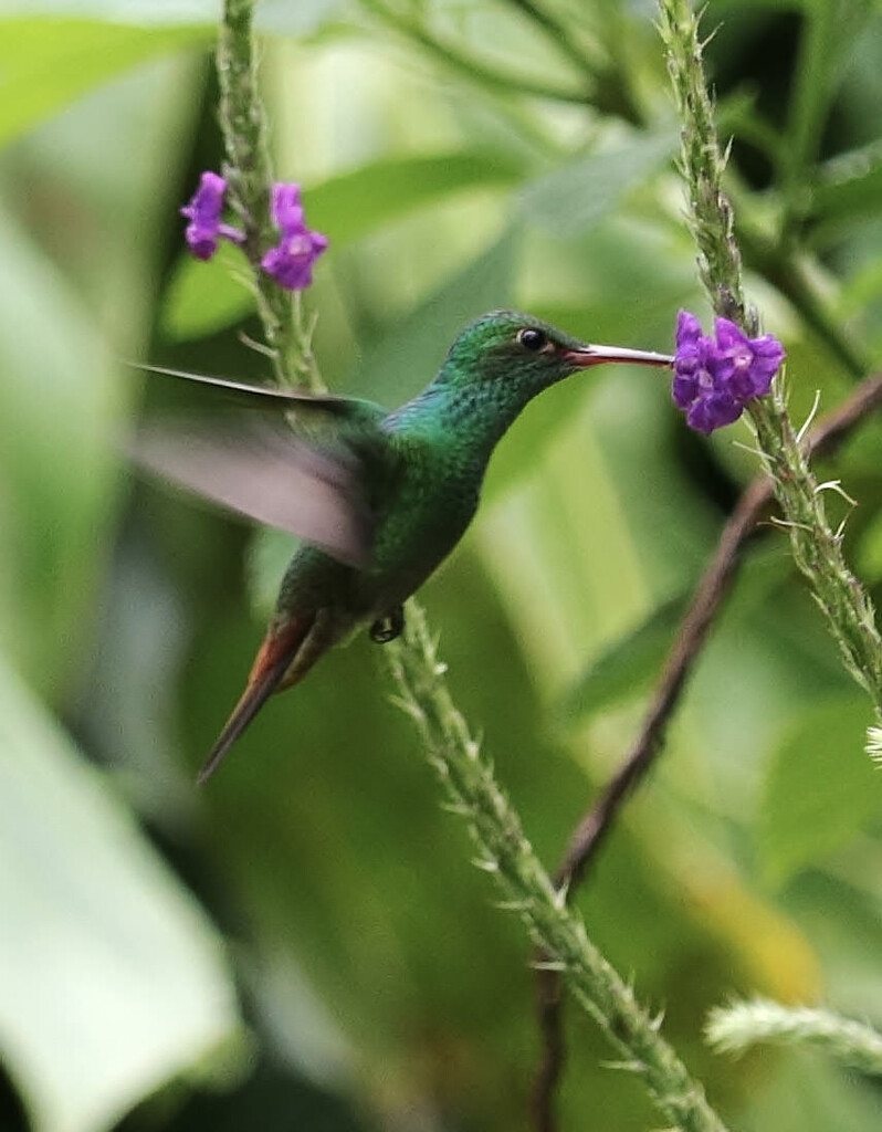 hummingbird by samraw