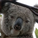 one wet Valentine by koalagardens